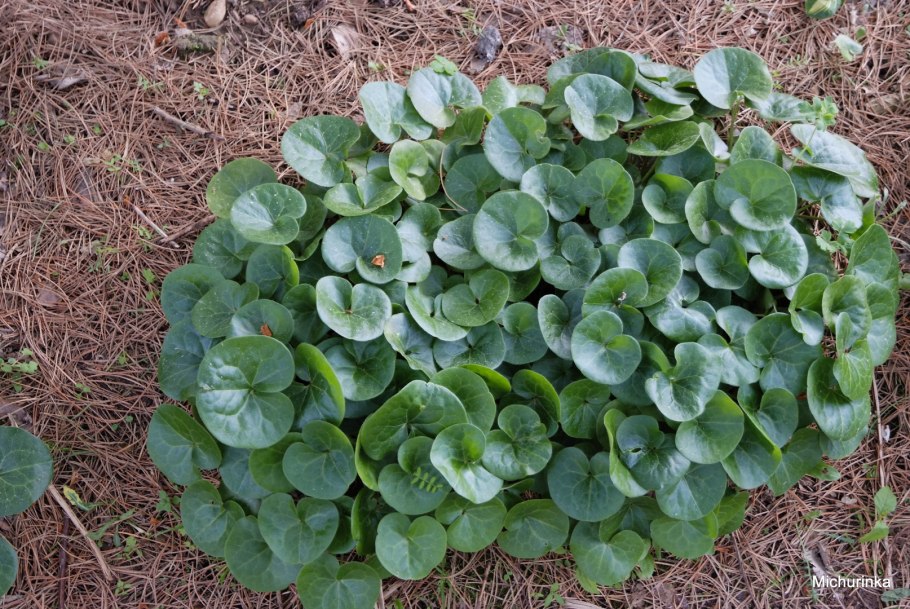 Копытень Лесной