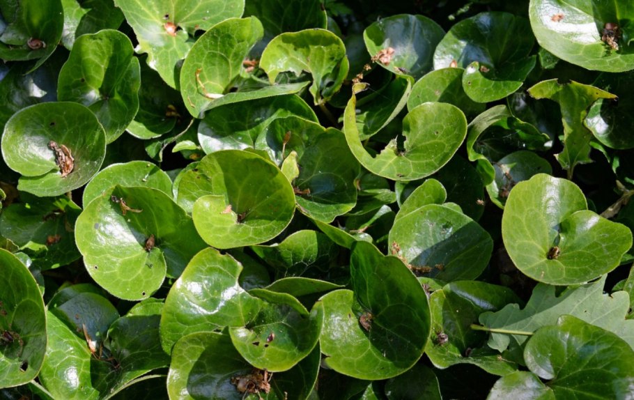 Копытень Европейский цветет