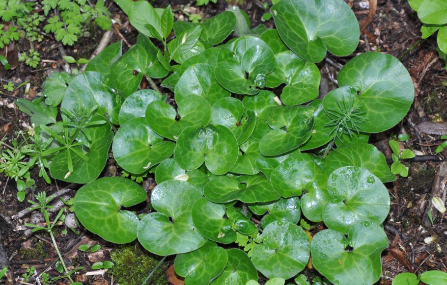 Копытень Asarum europaeum