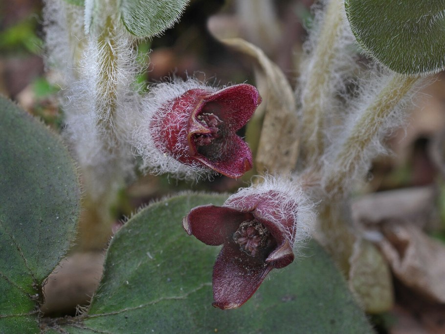 Копытень Европейский почвопокровное