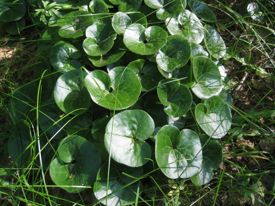 Копытень трава