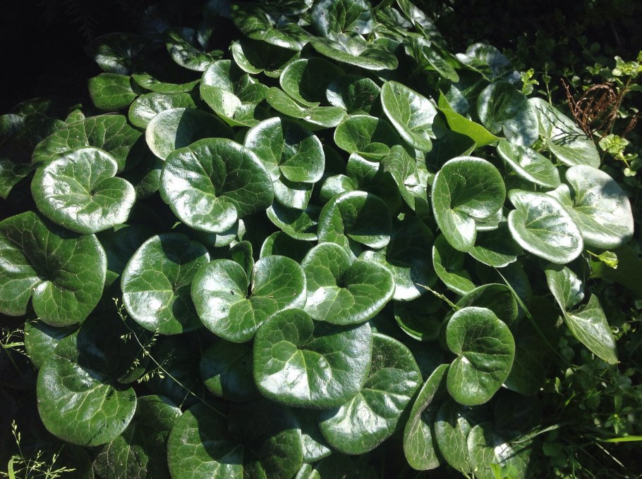 Копытень обыкновенный