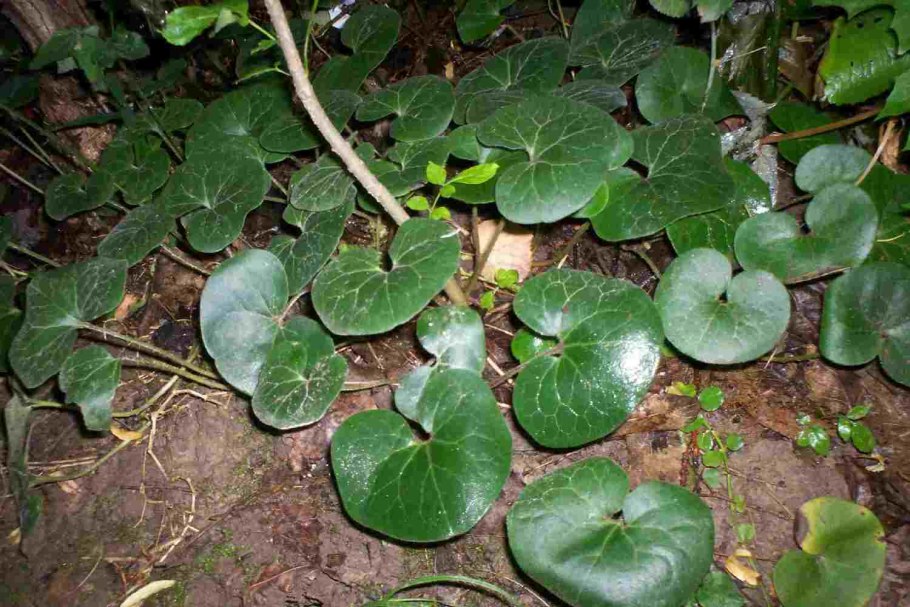 Asarum europaeum l. копытень Европейский