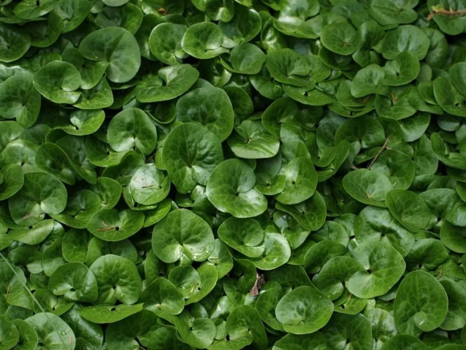 Asarum europaeum l. копытень Европейский