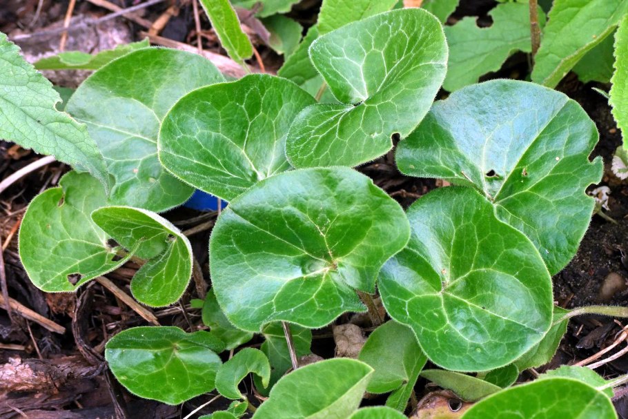 Копытень Европейский Asarum europaeum