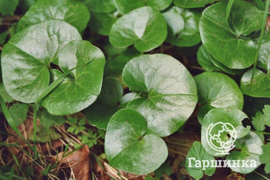 Копытень Европейский цветет