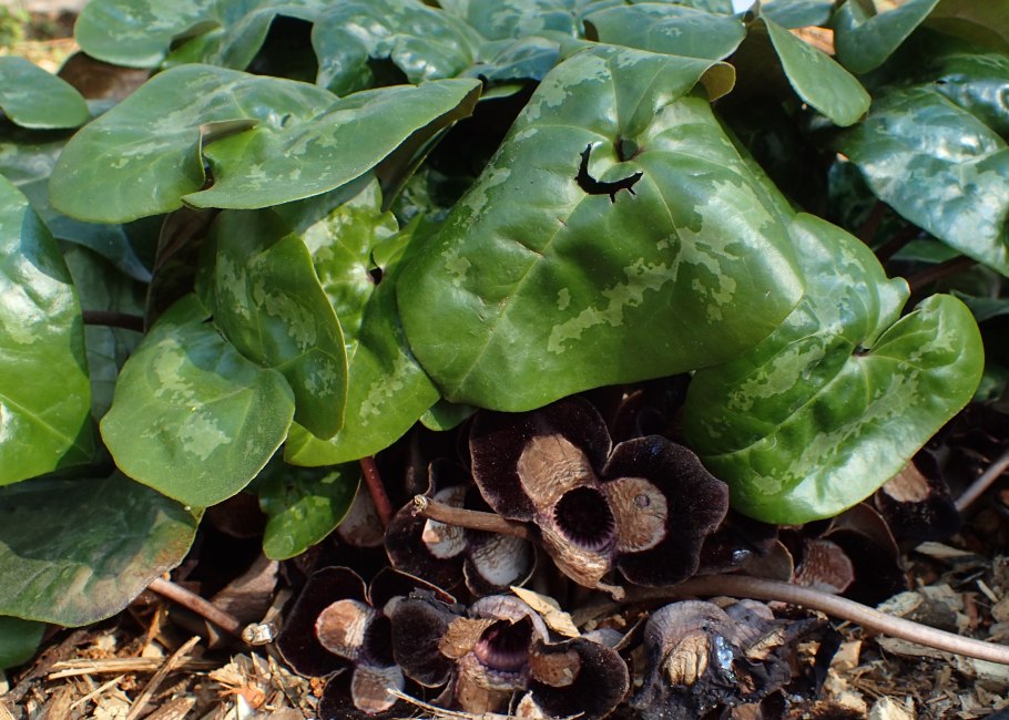 Копытень (Asarum)