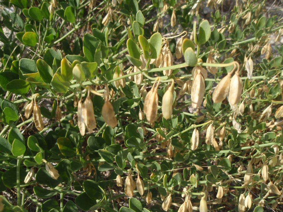 Zygophyllum fabago