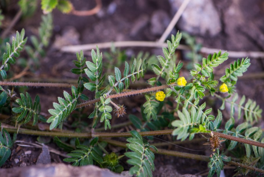 Якорцы стелющиеся (Tribulus terrestris)