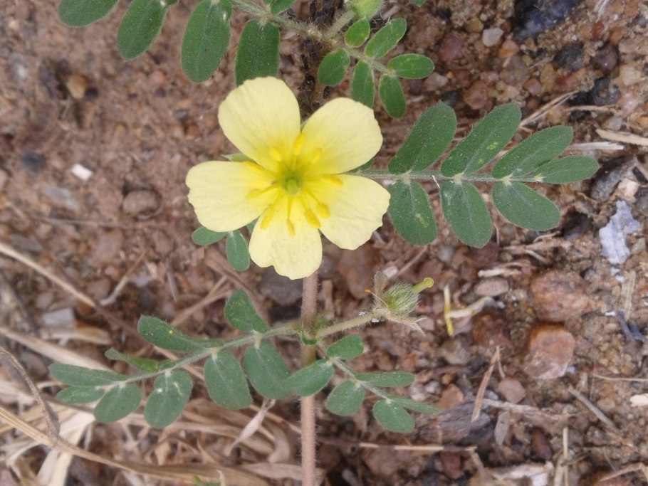 Elliottia pyroliflora
