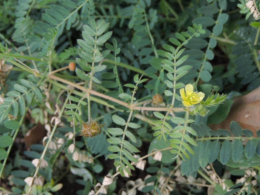 Zygophyllum xanthoxylon