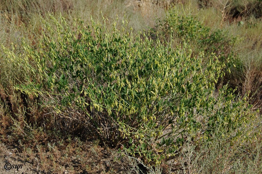 Zygophyllum oxianum