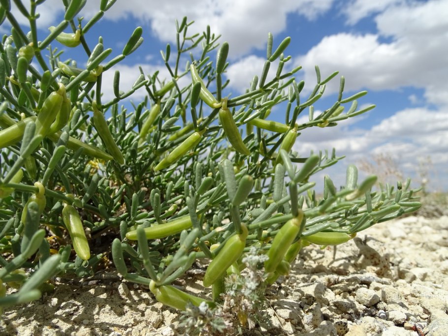Zygophyllum coccineum