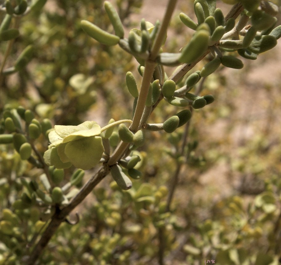 Zygophyllum fabago