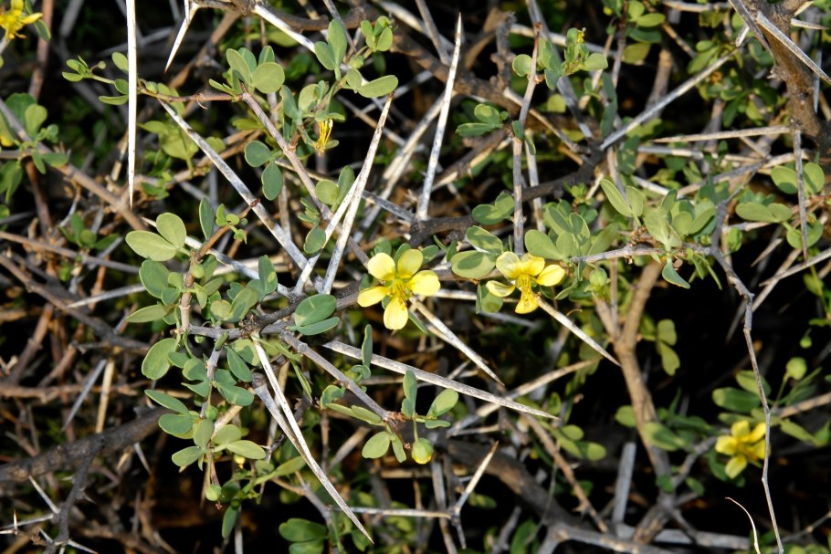 Zygophyllum atriplicoides