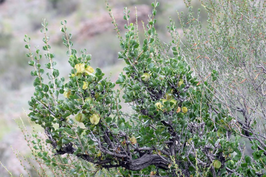 Zygophyllum fabago