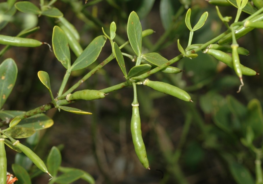 Zygophyllum fabago