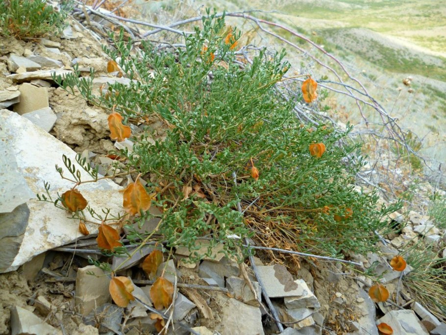 Zygophyllum fabago