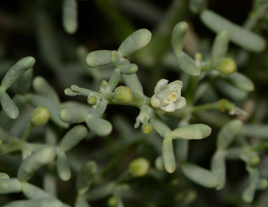 Zygophyllum xanthoxylon
