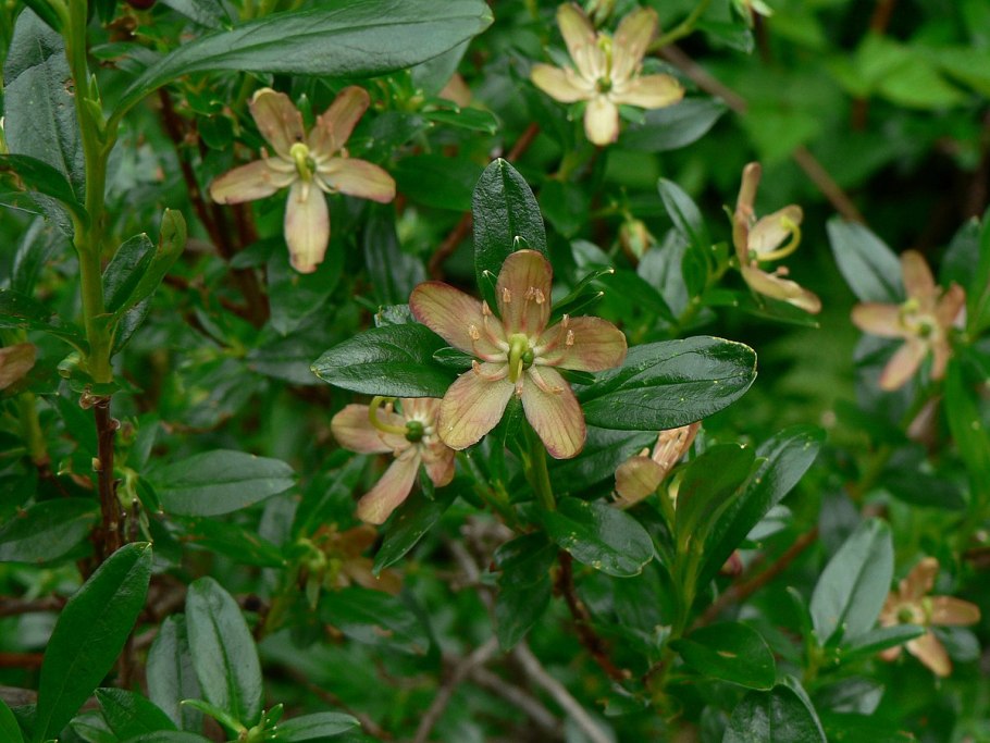 Якорцы стелющиеся (Tribulus terrestris)