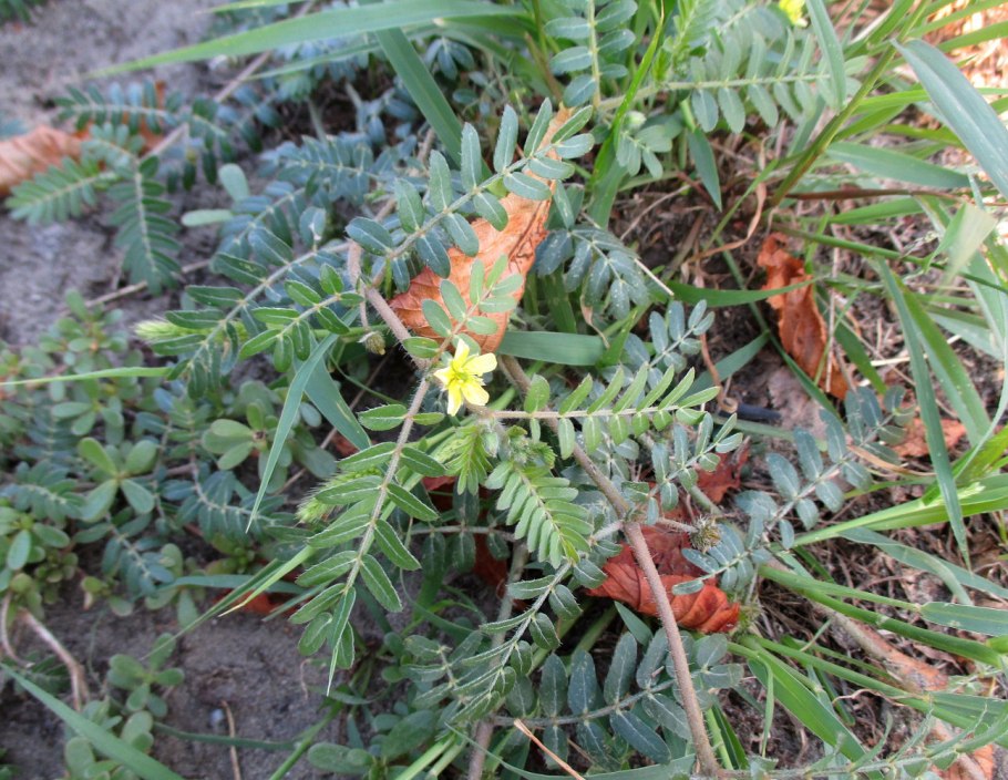 Zygophyllum fabago