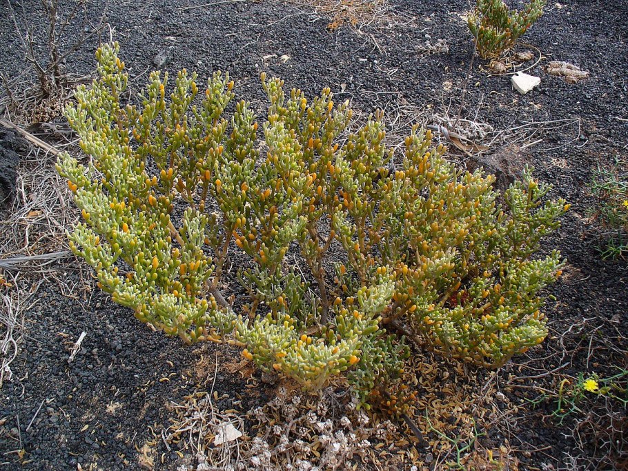 Zygophyllum xanthoxylon