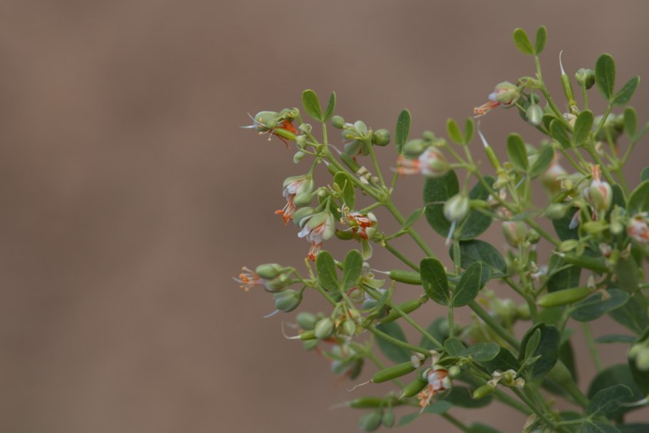 Zygophyllum pinnatum