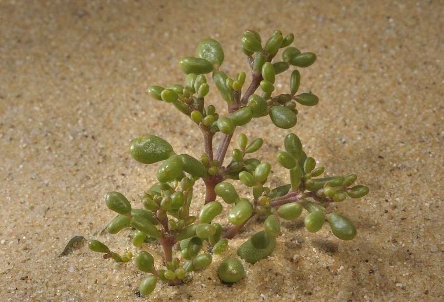 Tribulus terrestris