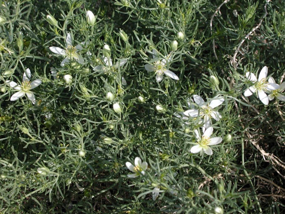Zygophyllum coccineum
