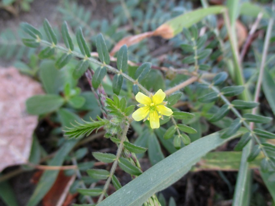 Zygophyllum Simplex