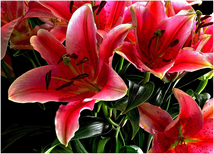 Лилия Восточная Экстраваганза