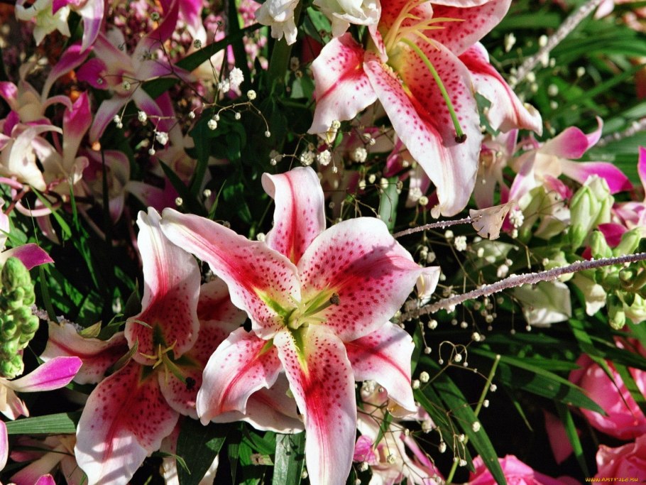 Лилия сорт Полярная звезда