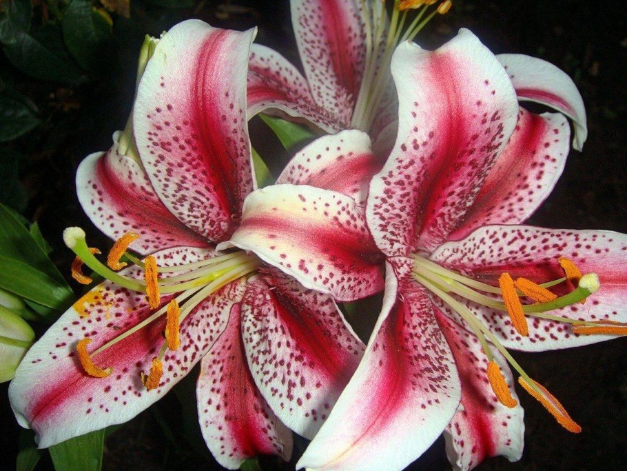 Лилия Pink Planet