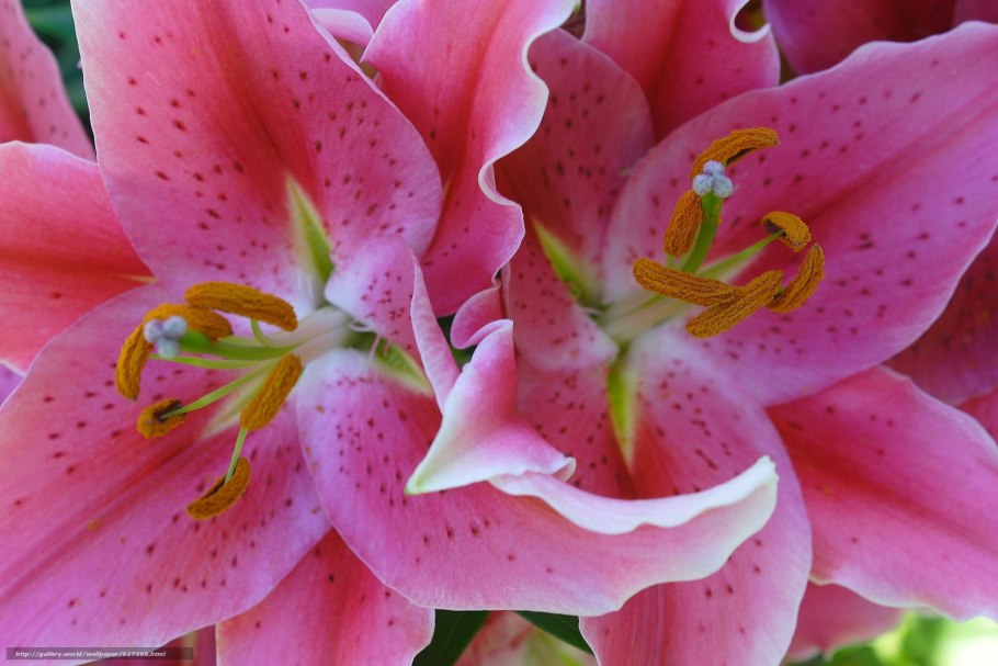 Лилия Блю Крюмон