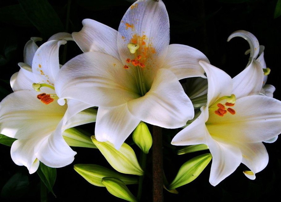 Лилии красиво