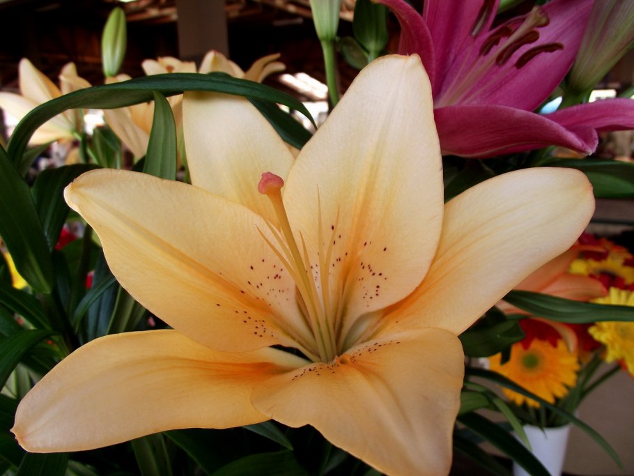 Лилия глосси Вингс