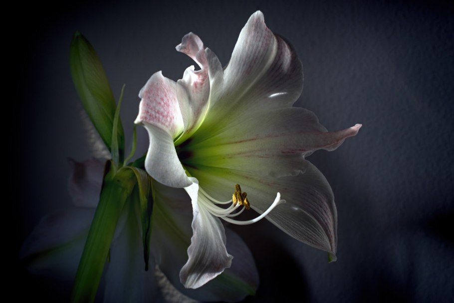 Лилия Gran Turismo