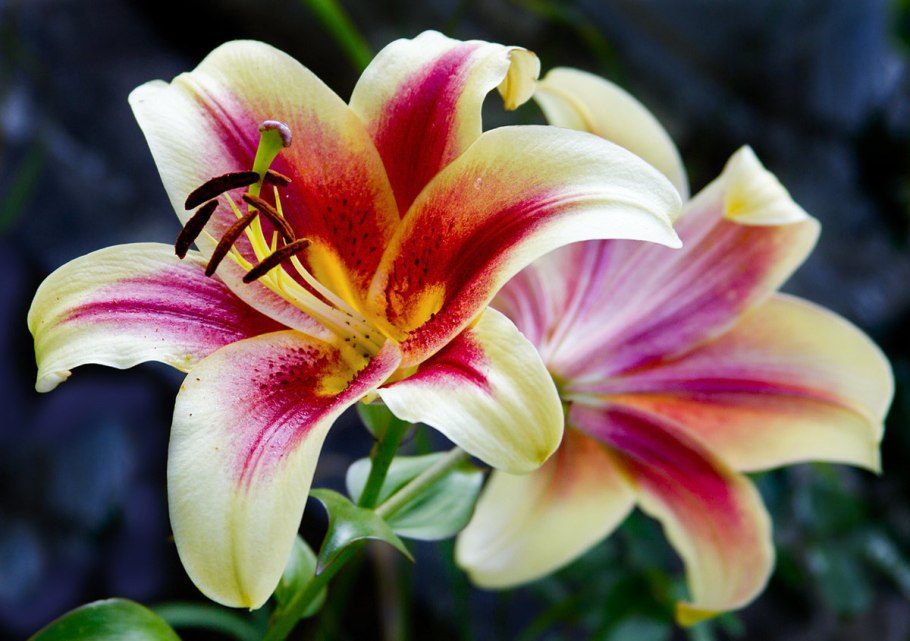 Лилия Пинк Флауэр