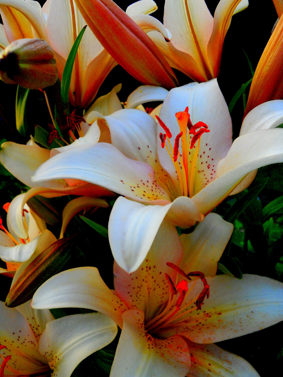 Лилия Блю Крюмон