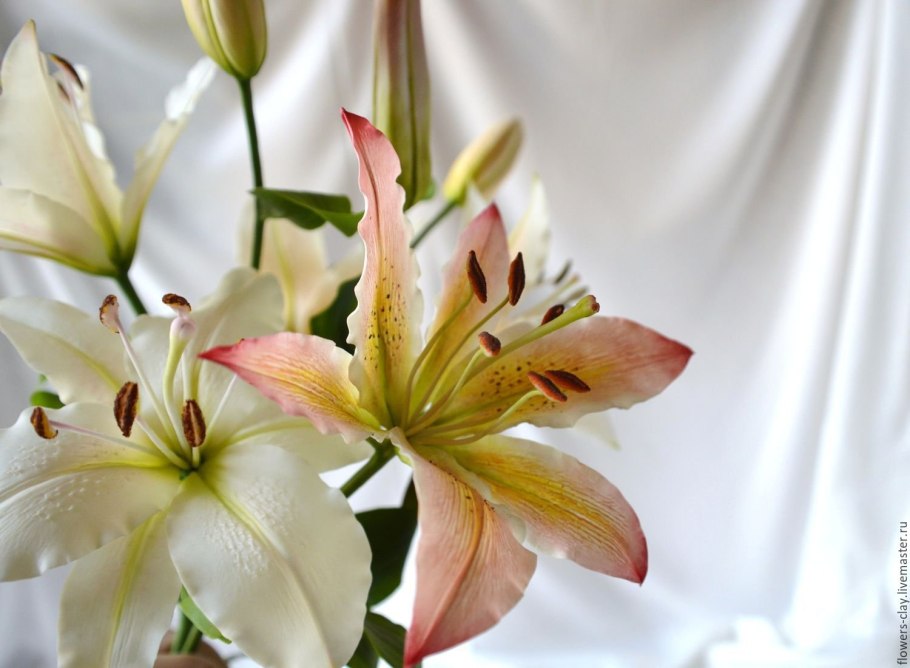 Лилия сорт "Ольга"