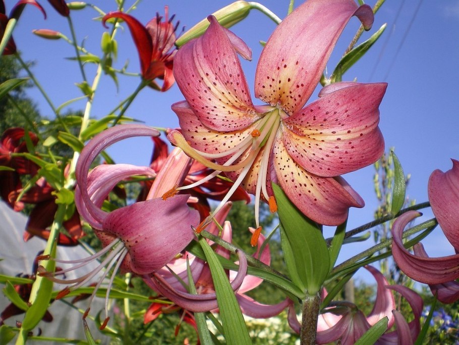 Лилия Lilium