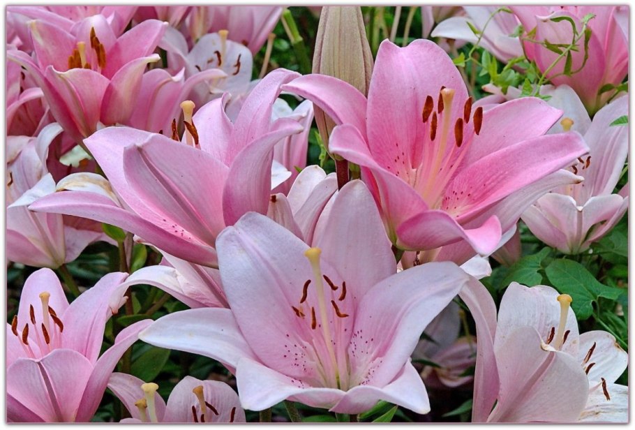 Лилия Восточная Старгейзер