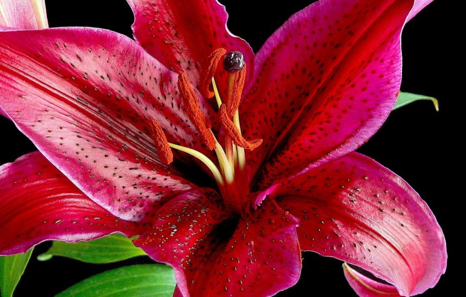 Лилия Пинк блоссом