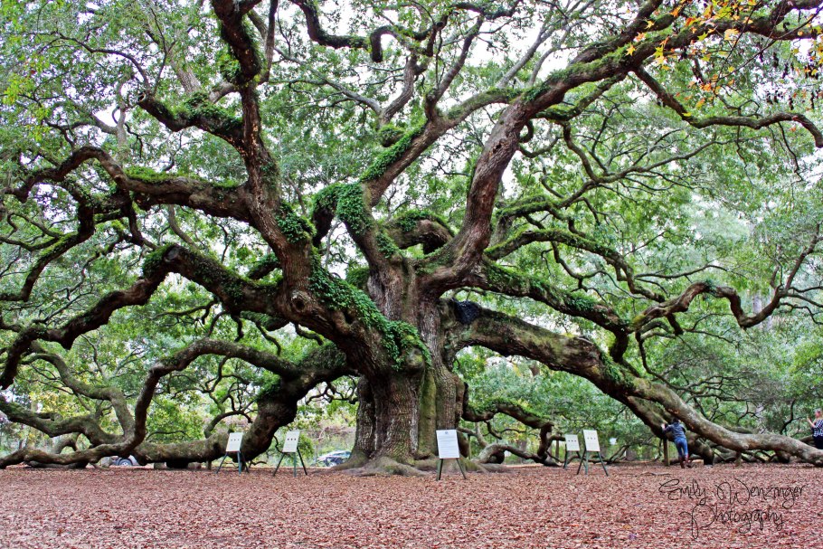 Дуб в дендропарке Умань
