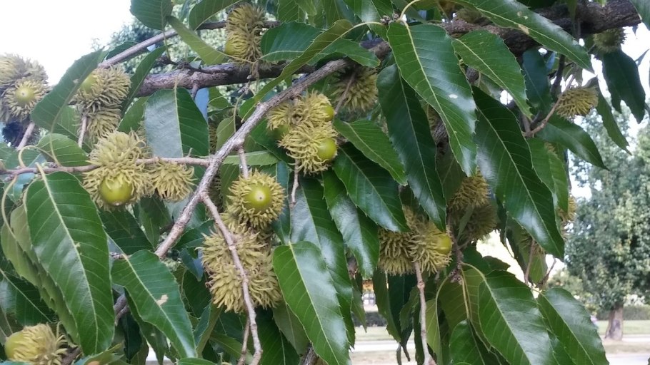 Quercus acutissima Sawtooth Oak