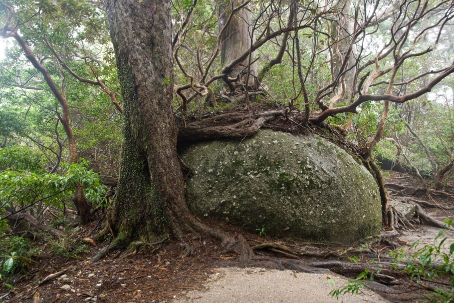 Дуб с острыми листьями