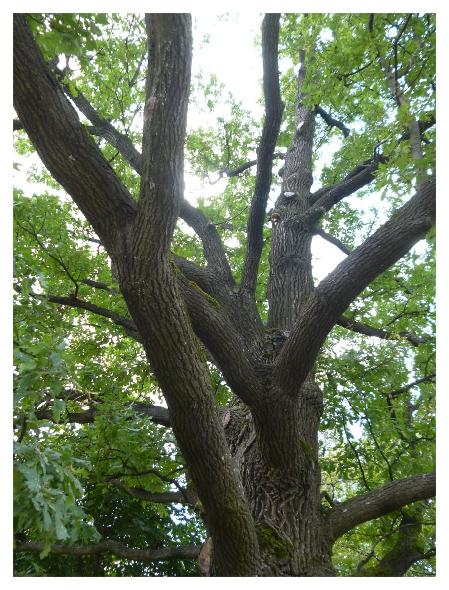 Quercus ellipsoidalis