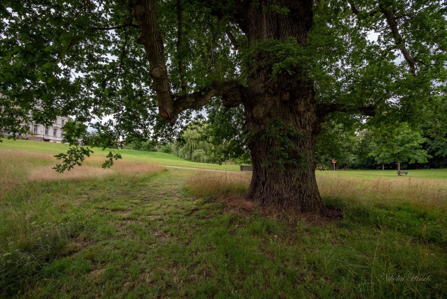 Дуб вечнозеленый (Quercus)
