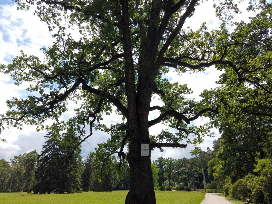 Кедр Якушима