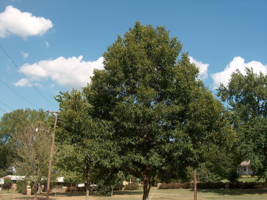 Quercus acutissima